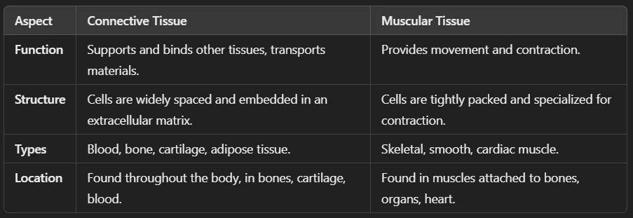 Difference Between Connective Tissue and Muscular Tissue (Animal Tissues)